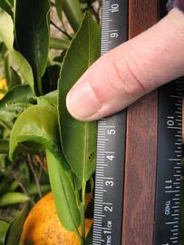              Unifoliolate leaf (Winter Haven, FL)       