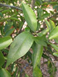            Shade leaves (Winter Haven, FL)   