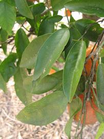            Shade leaves (Winter Haven, FL)   