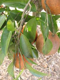            Shade leaves (Winter Haven, FL)   