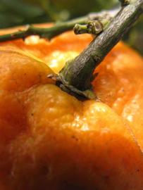              Fruit (Winter Haven, FL)       