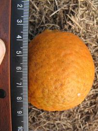              Fruit (Winter Haven, FL)       