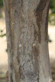            Bark (Riverside, CA)   