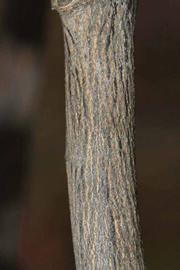              Second - third year twig (Riverside, CA)       