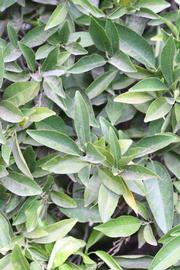              Sun leaves (Riverside, CA)       