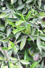              Sun leaves (Riverside, CA)       