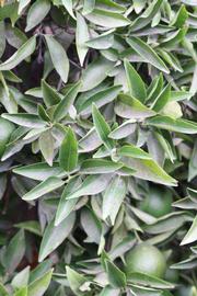              Sun leaves (Riverside, CA)       