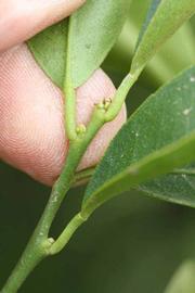              Petiole (Riverside, CA)       