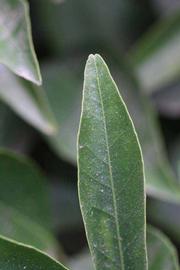              Margin (Riverside, CA)       