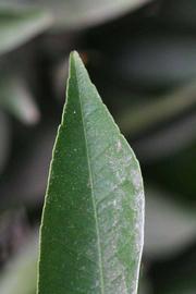              Margin (Riverside, CA)       