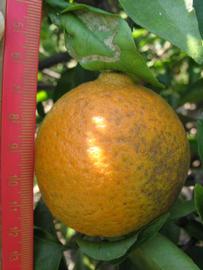              Fruit (Winter Haven, FL)       