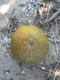              Fruit (Winter Haven, FL)       