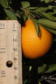              Fruit (Riverside, CA)       