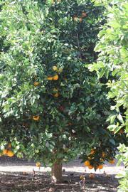            Habit (Fisher, Riverside, CA)   