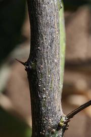            Second - third year twig (Fisher, Riverside, CA)   