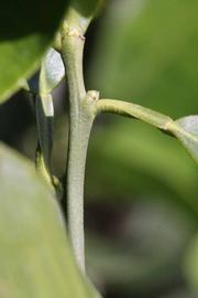            First year twig (Fisher, Riverside, CA)   