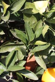            Sun leaves (Fisher, Riverside, CA)   