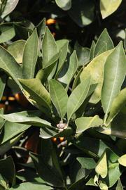            Sun leaves (Fisher, Riverside, CA)   