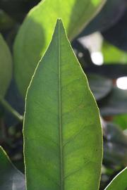            Margin (Fisher, Riverside, CA)   