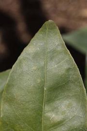            Margin (Fisher, Riverside, CA)   