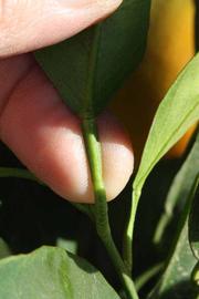            Petiole (Fisher, Riverside, CA)   