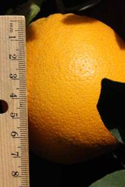            Fruit (Fisher, Riverside, CA)   