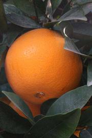            Fruit (Fisher, Riverside, CA)   