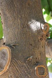            Bark (Riverside, CA)   