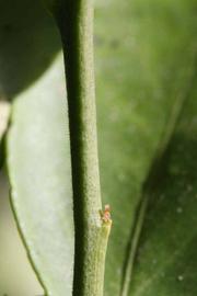            First year twig (Riverside, CA)   