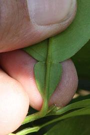              Petiole (Riverside, CA)       