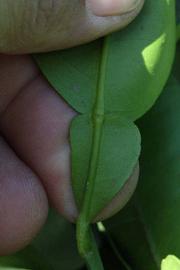              Petiole (Riverside, CA)       