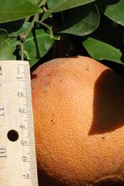            Fruit (Riverside, CA)   