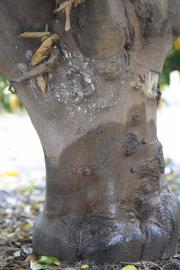              Bark (Florida, Riverside, CA)       