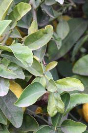            Sun leaves (Florida, Riverside, CA)   