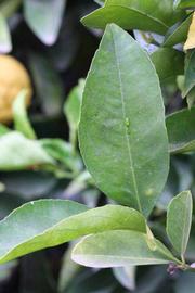              Unifoliolate leaf (Florida, Riverside, CA)       