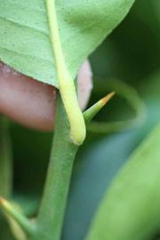              Petiole (Florida, Riverside, CA)       