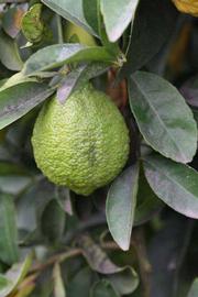            Immature fruit (Florida, Riverside, CA)   