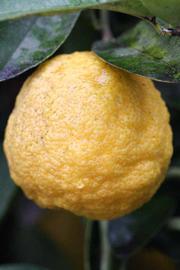            Fruit (Florida, Riverside, CA)   