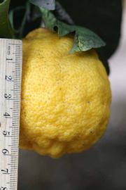            Fruit (Florida, Riverside, CA)   