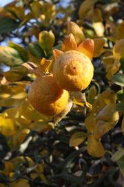              Fruit (Riverside, CA)       