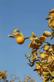              Fruit (Riverside, CA)       