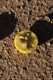              Fruit cross-section (Riverside, CA)       