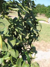              Sun leaves (Winter Haven, FL)       