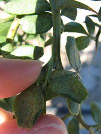              Petiole (Winter Haven, FL)       