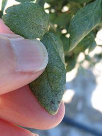              Margin (Winter Haven, FL)       