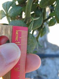              Leaflet (Winter Haven, FL)       