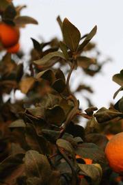              Sun leaves (Riverside, CA)       