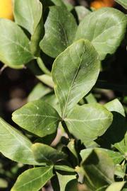              Trifoliolate leaf (Riverside, CA)       