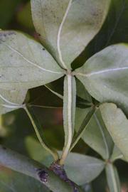              Petiole (Riverside, CA)       