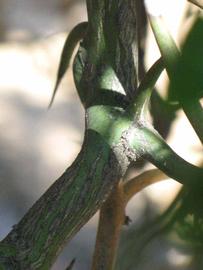              Second - third year twig (Riverside, CA)       